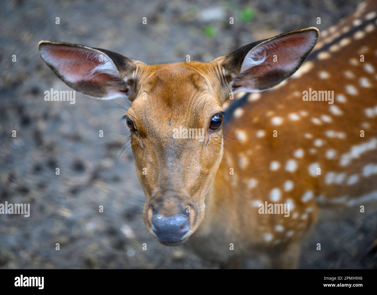 Porträt eines jungen gefleckten Hundes auf einer Waldrodung Stockfoto