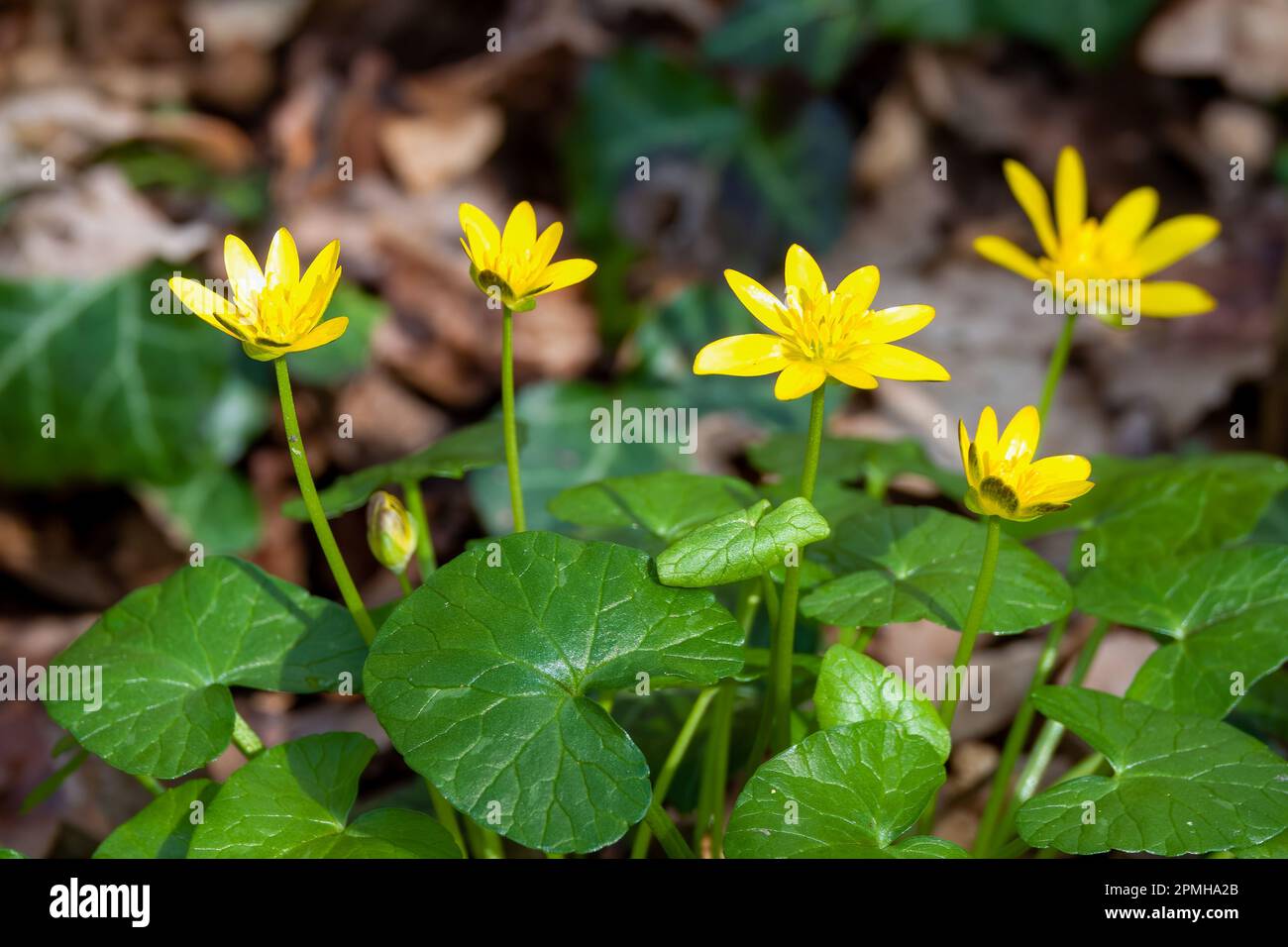 Leuchtend gelbe Blüten der Fruchtblüte Stockfoto