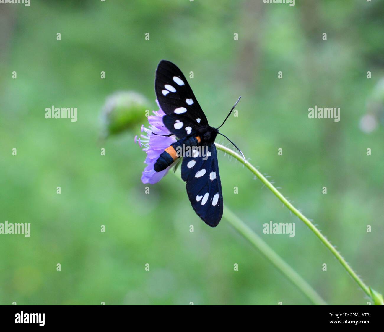 In der Wildnis auf dem Schmetterling Amata phegea Stockfoto