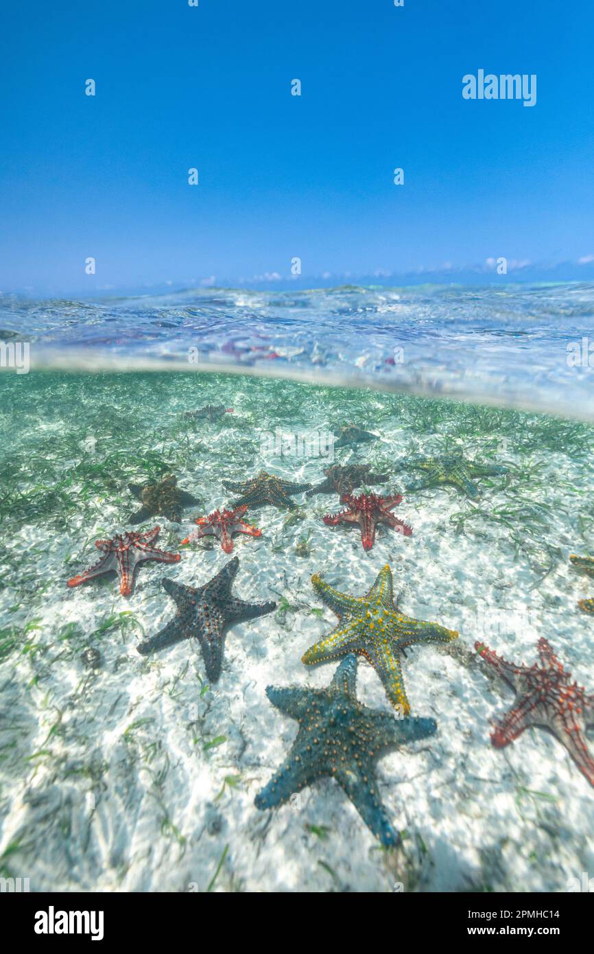 Exotische Seesterne unter den brechenden Wellen im transparenten Wasser des Indischen Ozeans, Sansibar, Tansania, Ostafrika, Afrika Stockfoto