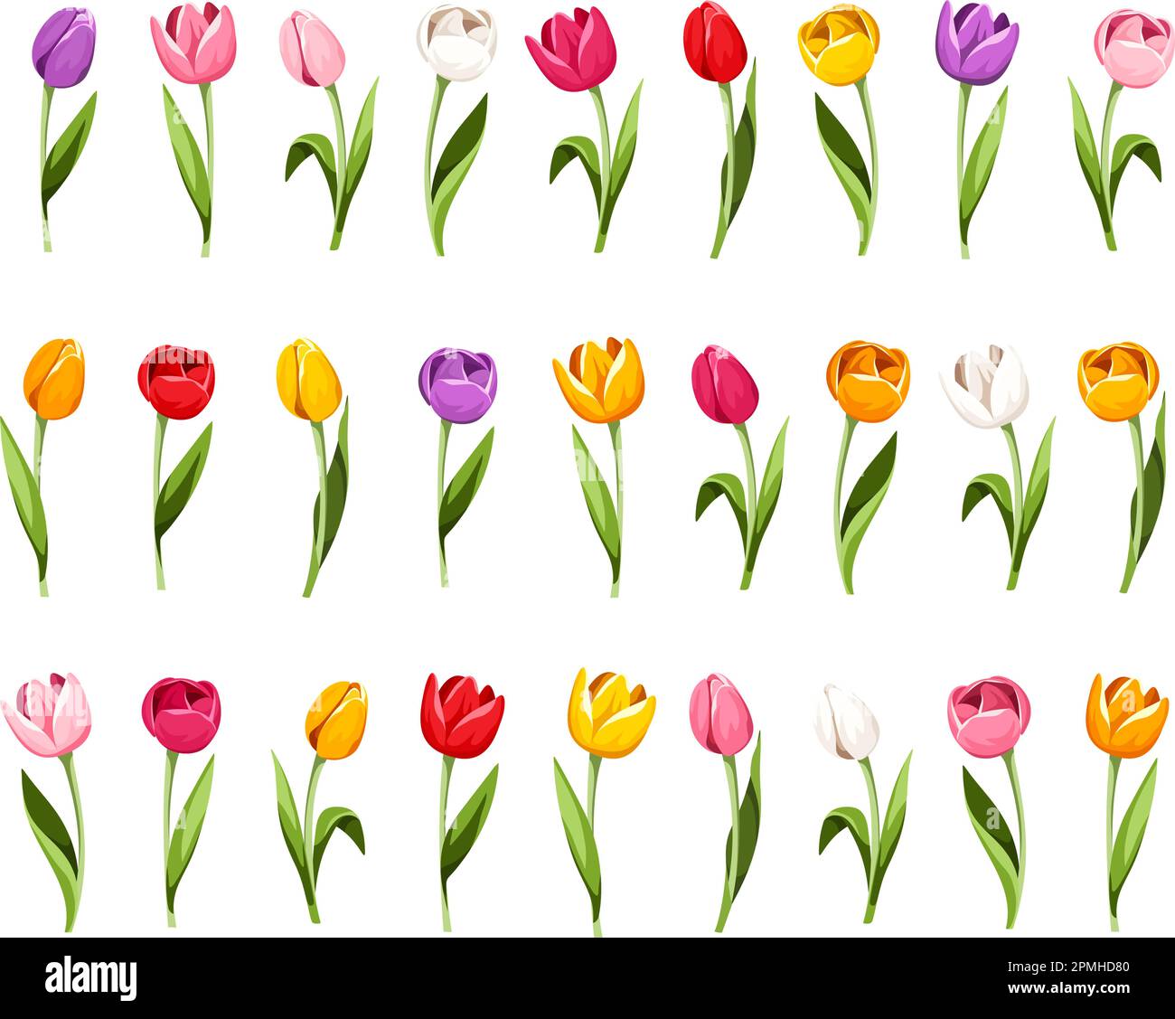 Bunte Tulpen. Tulpenblüten auf weißem Hintergrund isoliert. Vektordarstellung Stock Vektor