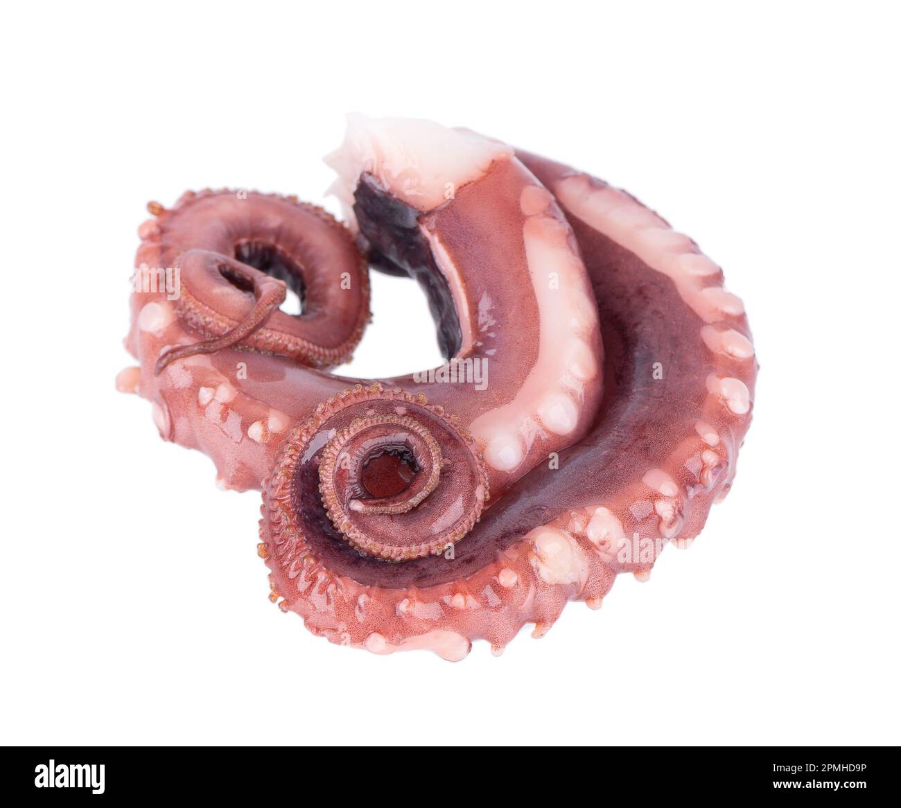 Tintenfischentakel isoliert auf weißem Hintergrund. Frischer roher Riesenkalmar Stockfoto