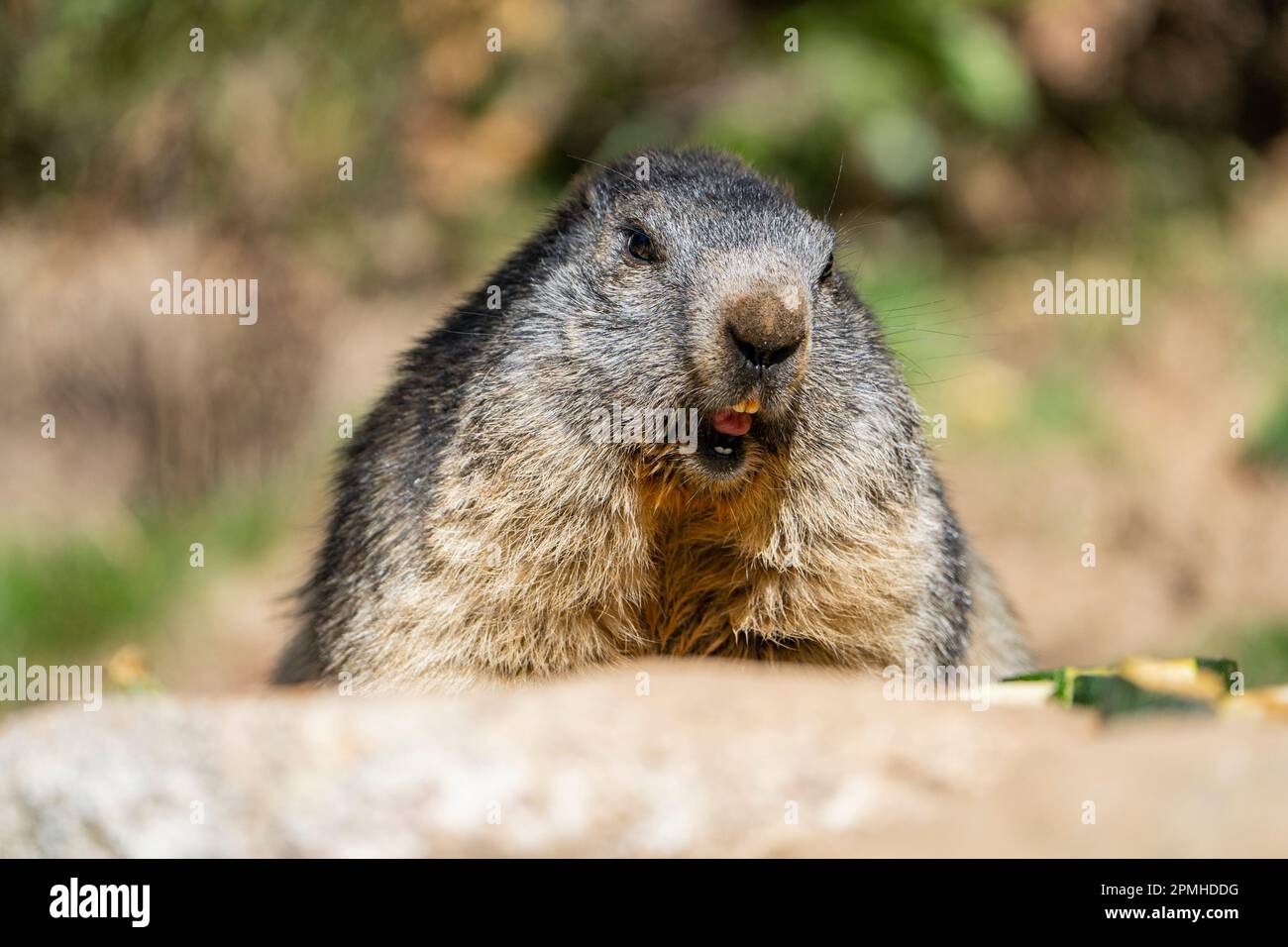 Ona Vidal. marmot braun und grau, isst in einem Stein. Murmeltiere sind große Nagetiere mit charakteristisch kurzen, aber robusten Beinen, vergrößerte Klauen, die es sind Stockfoto