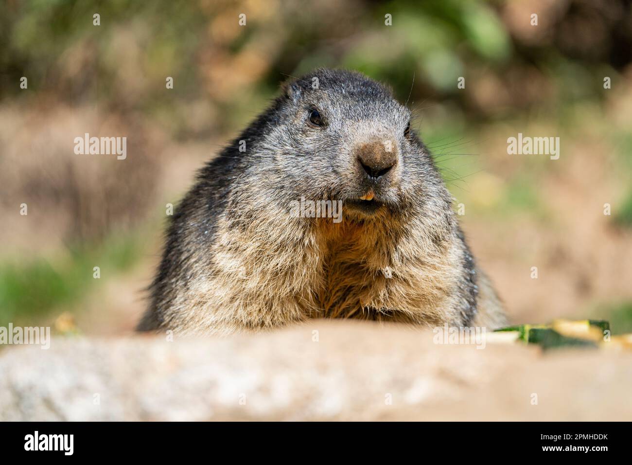 Ona Vidal. marmot braun und grau, isst in einem Stein. Murmeltiere sind große Nagetiere mit charakteristisch kurzen, aber robusten Beinen, vergrößerte Klauen, die es sind Stockfoto