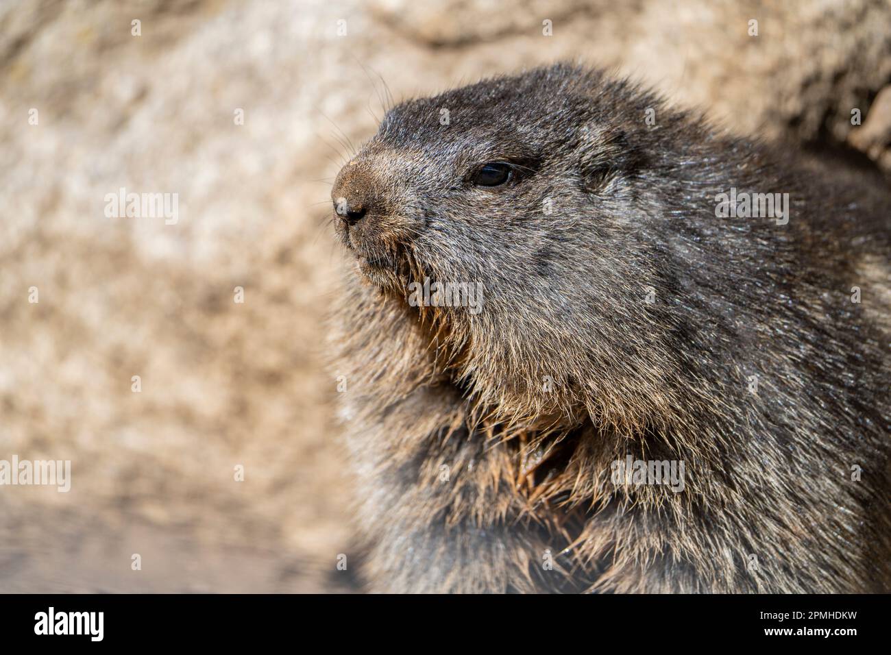 Ona Vidal. marmot braun und grau, isst in einem Stein. Murmeltiere sind große Nagetiere mit charakteristisch kurzen, aber robusten Beinen, vergrößerte Klauen, die es sind Stockfoto