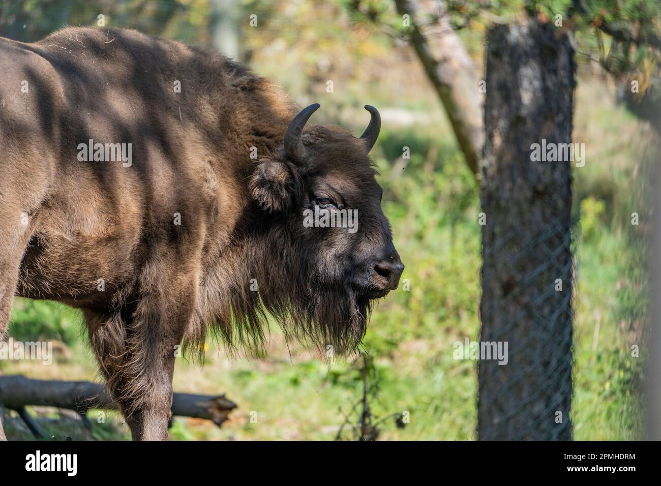 Ona Vidal. Bison. Kräftig braun und blanck Bison mit Hörnern und grauen Augen und seiner schwarzen Zunge. Bisons sind die größten Säugetiere in Nordamerika. Männlich b Stockfoto