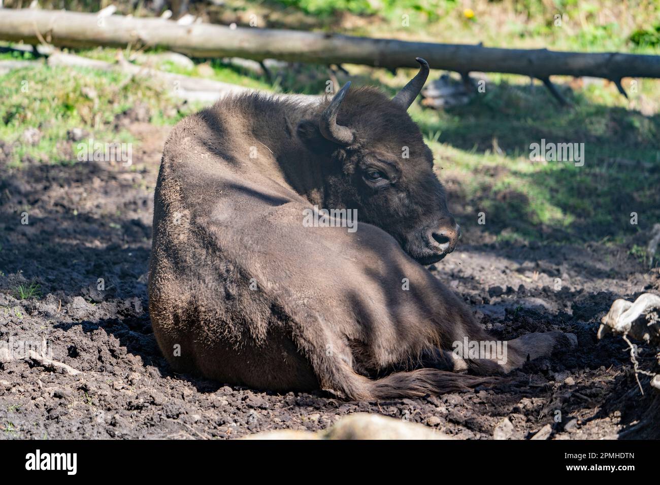 Ona Vidal. Bison. Kräftig braun und blanck Bison mit Hörnern und grauen Augen und seiner schwarzen Zunge. Bisons sind die größten Säugetiere in Nordamerika. Männlich b Stockfoto