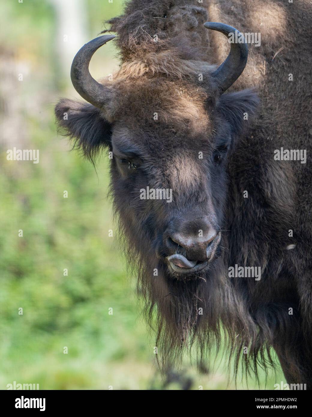 Ona Vidal. Bison. Kräftig braun und blanck Bison mit Hörnern und grauen Augen und seiner schwarzen Zunge. Bisons sind die größten Säugetiere in Nordamerika. Männlich b Stockfoto