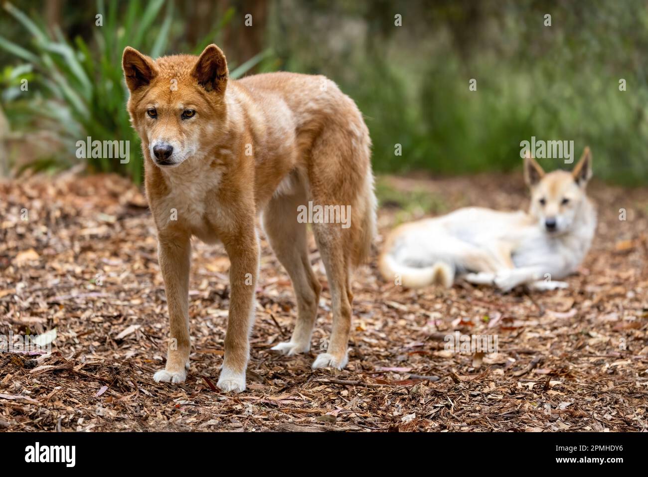 Zwei Dingos, Canis Lupus Dingo, Victoria, Australien. Diese einheimische Spezies wird auch als Warrigal bezeichnet. Stockfoto