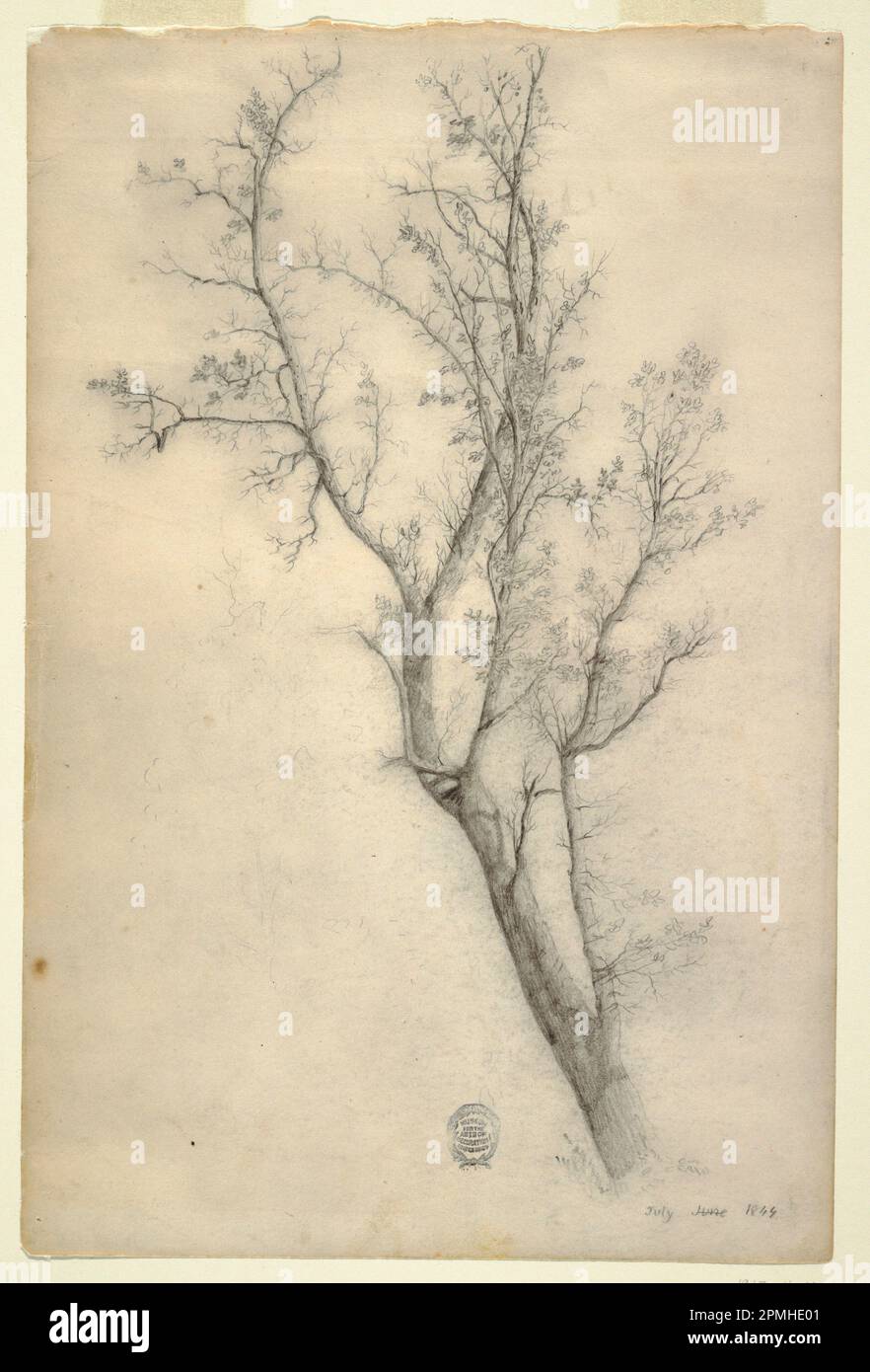 Zeichnen, Baum mit vielen Boughs; Frederic Edwin Kirche (amerikanisch, 1826–1900); USA; Graphit auf weißem Papier; Blatt: 38,7 x 25,7 cm (15 1/4 x 10 1/8 Zoll) Stockfoto