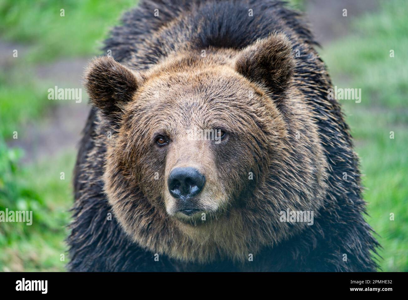 Ona Vidal. Brauner Bär auf grünem Gras neben einem Baum, der mit offenem Mund sitzt und rettet. Bären sind Säugetiere, die zur Familie Ursidae gehören. T Stockfoto