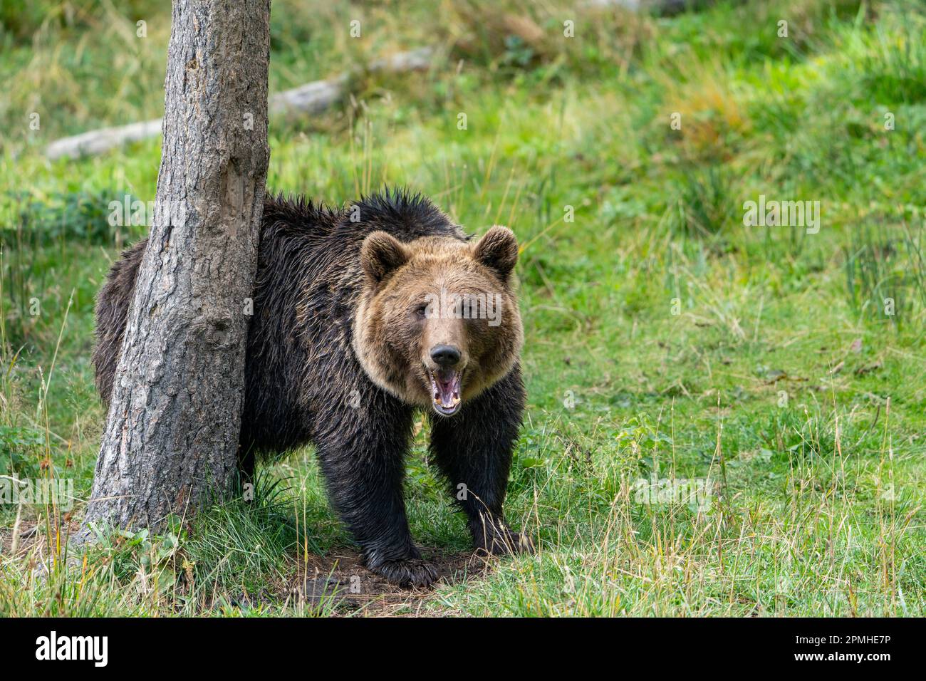 Ona Vidal. Brauner Bär auf grünem Gras neben einem Baum, der mit offenem Mund sitzt und rettet. Bären sind Säugetiere, die zur Familie Ursidae gehören. T Stockfoto