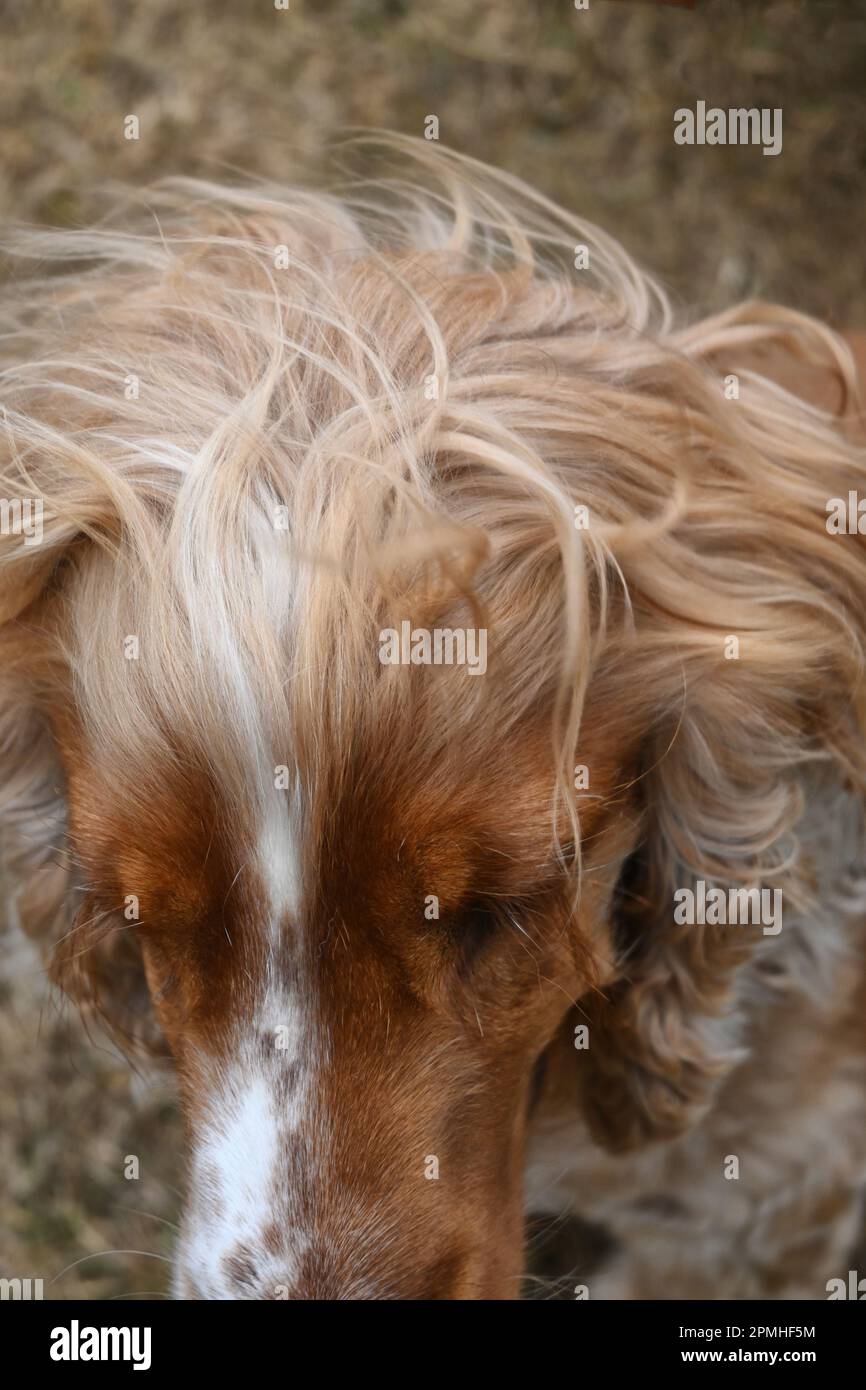 Nahaufnahme von Hunden mit haarigem Kopf Stockfoto
