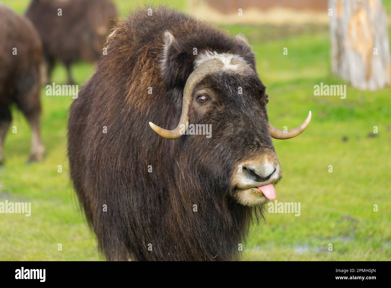 Captive Muskox (Ovibos moschatus), Alaska Wildlife Conservation Center, Girlwood, Alaska, Vereinigte Staaten von Amerika, Nordamerika Stockfoto