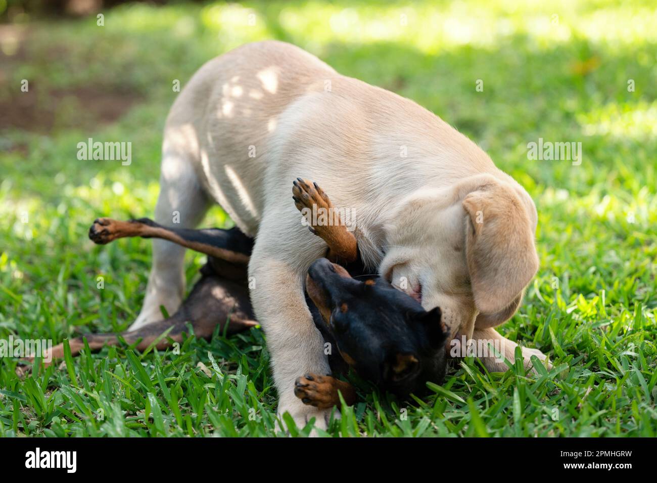 Strong puppi fallen andere Hunde auf grünem Gras Stockfoto