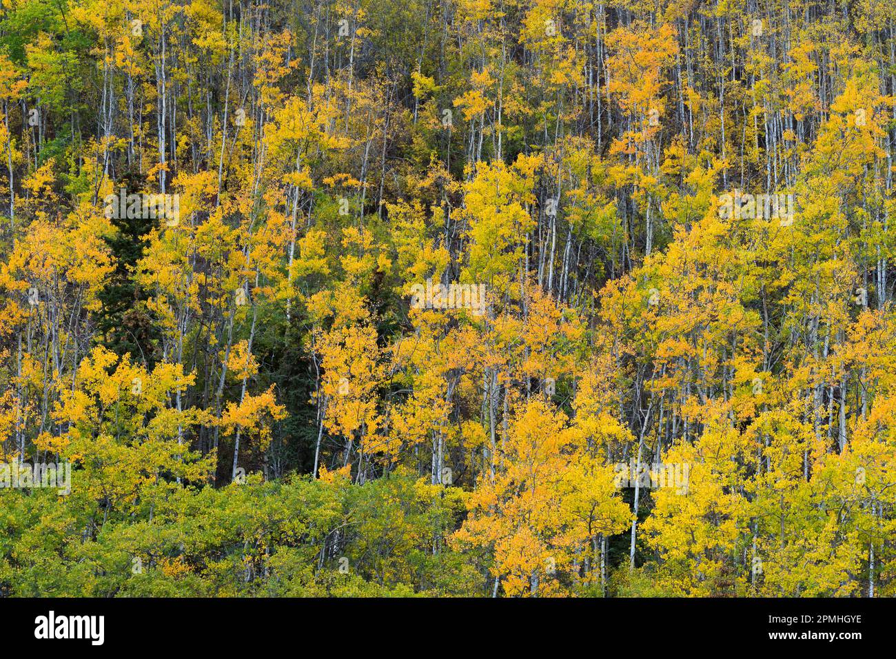 Gelbe Birken im Herbst, in der Nähe von Chickaloon, Alaska, Vereinigte Staaten von Amerika, Nordamerika Stockfoto