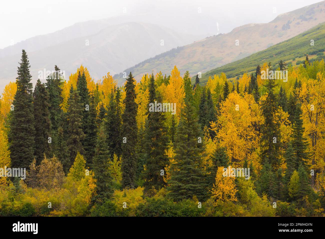 Grüne und gelbe Bäume am See Tern, Kenai-Halbinsel, Alaska, Vereinigte Staaten von Amerika, Nordamerika Stockfoto