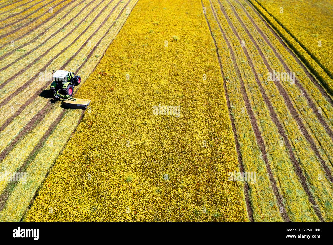 Drohnenaufnahme eines Traktors mit Mäher, der an einem Sommertag in Italien und Europa auf dem Feld Gras mäht Stockfoto