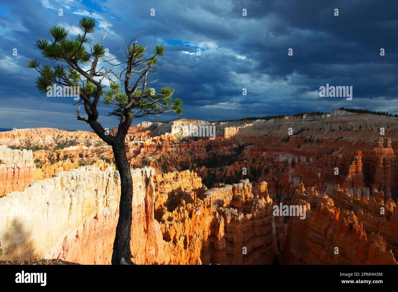 Bristlecone Pinie Tree in der Nähe von Sunset Point, Bryce Canyon, Utah, Vereinigte Staaten von Amerika, Nordamerika Stockfoto