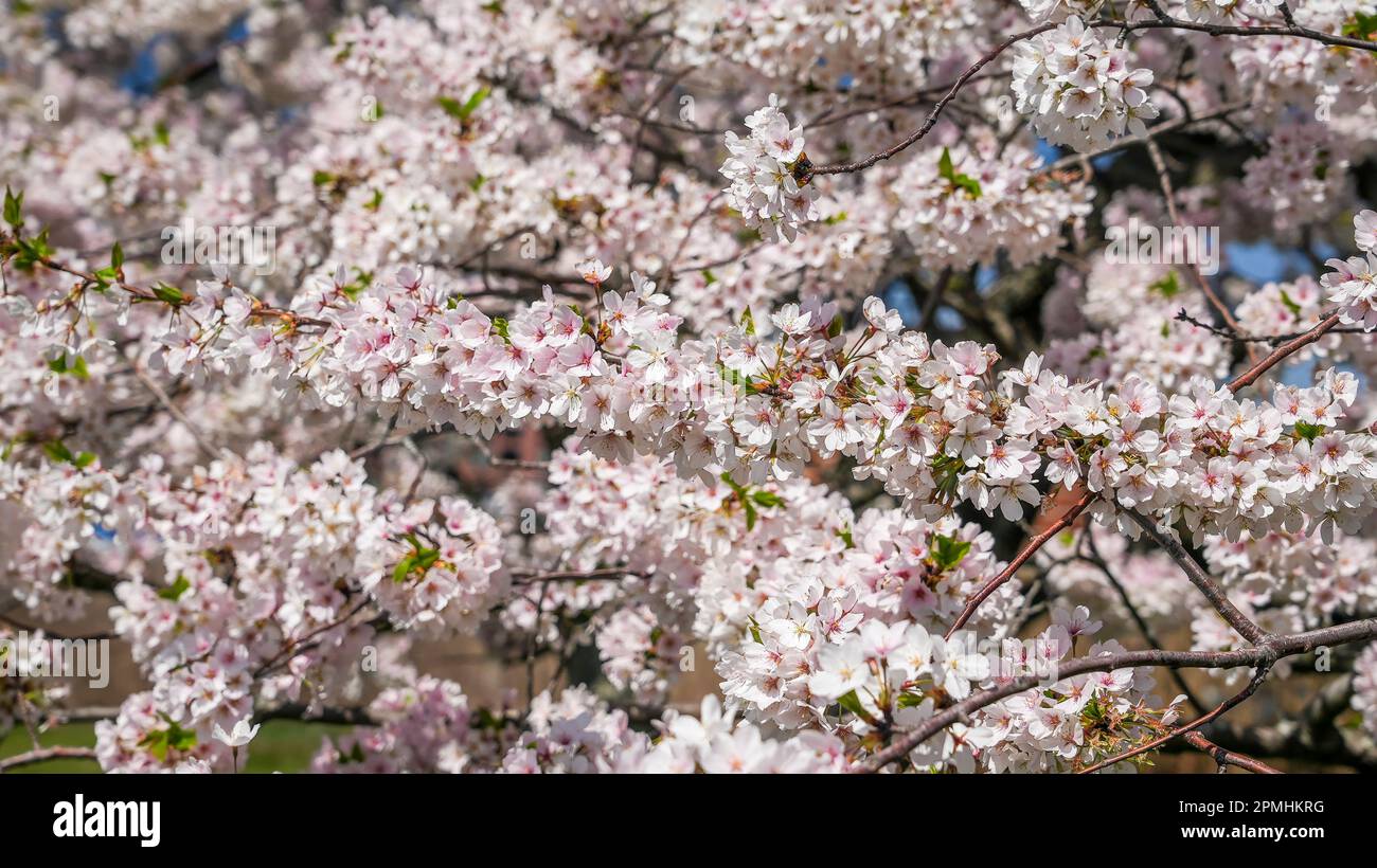 Hintergrund eines blühenden Baumes im Frühling Stockfoto