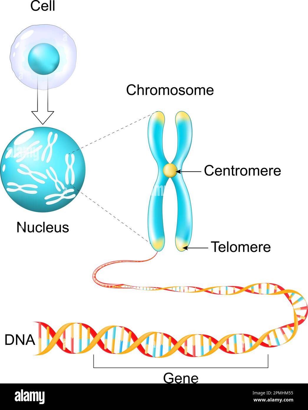 Zellstruktur. Genetisches Material von Gen zu DNA und Chromosom. Genomsequenz. Molekularbiologie. Vektorposter Stock Vektor