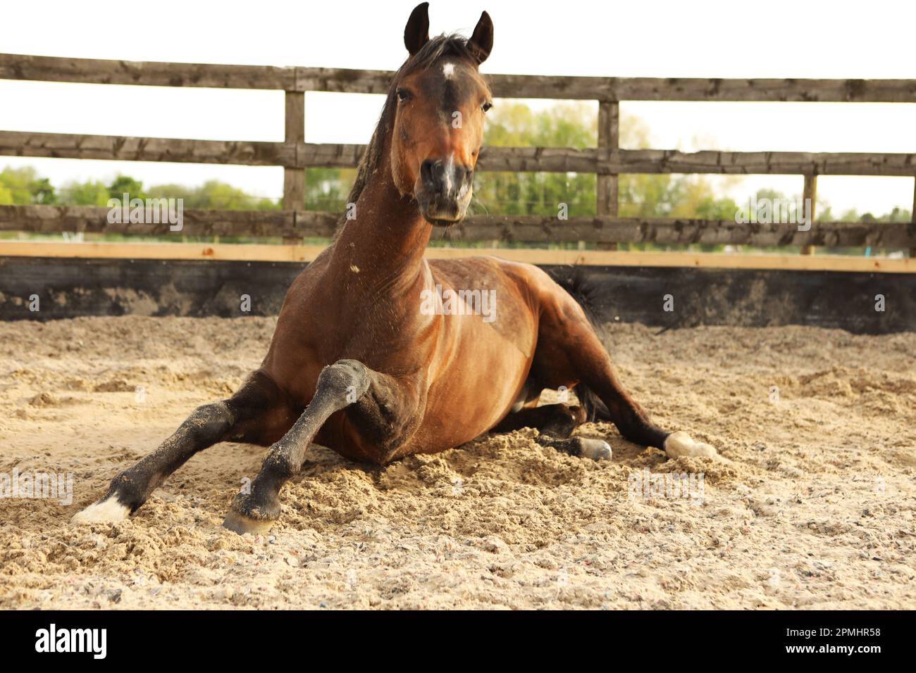 Ein arabisches Pferd rollt in einer Sandschule Stockfoto