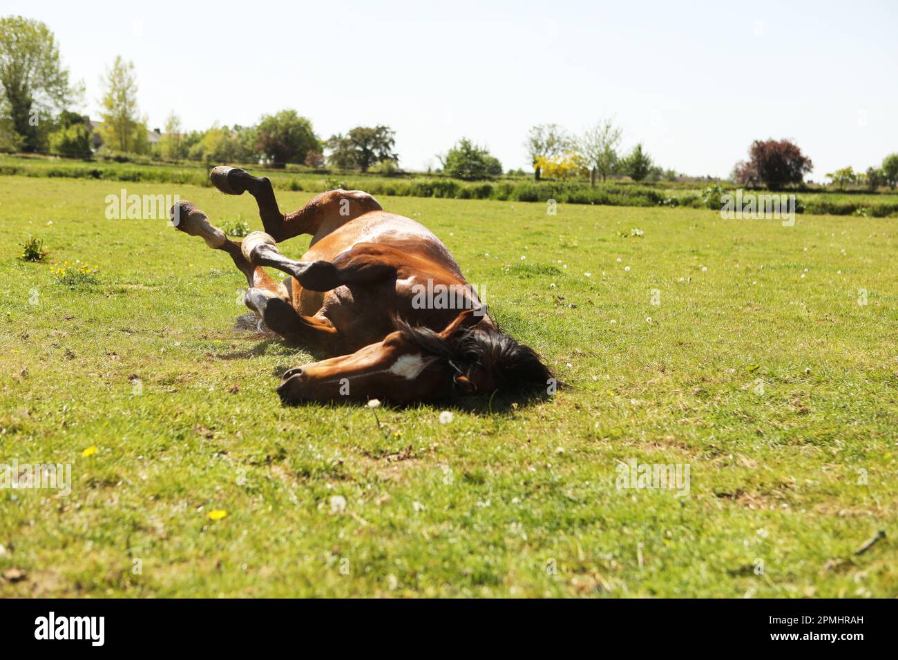 Ein arabisches Pferd, das im Sommer im Gras rollt Stockfoto