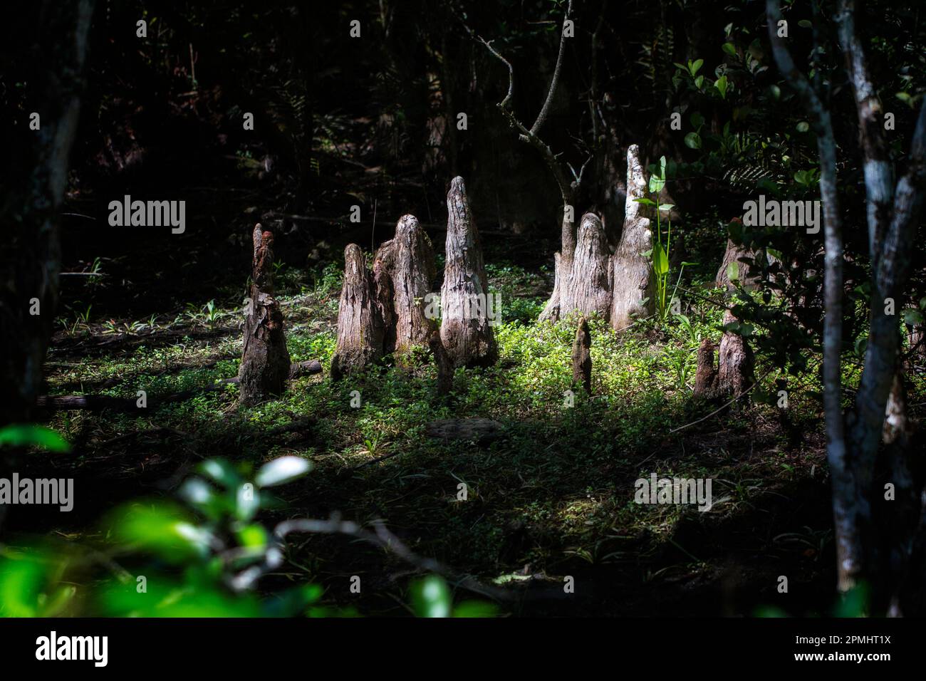 Die Zypressenknien fingen gefiltertes Licht in den Tiefen des Sumpfes - Big Cypress Preserve Stockfoto