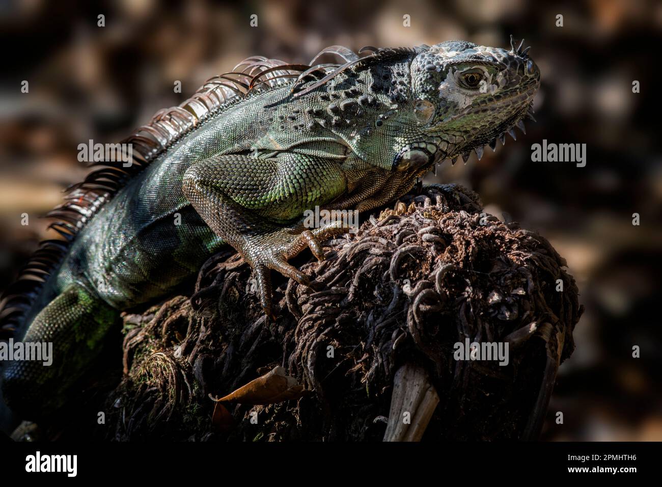 Der grüne Leguan wird durch gefiltertes Licht in den Schatten der Feuchtgebiete Floridas beleuchtet Stockfoto