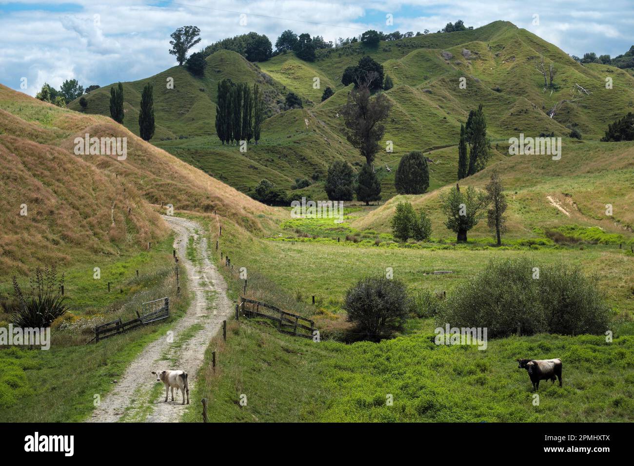 Eine Farm-Strecke abseits des Forgotten World Highway, North Island, Neuseeland Stockfoto