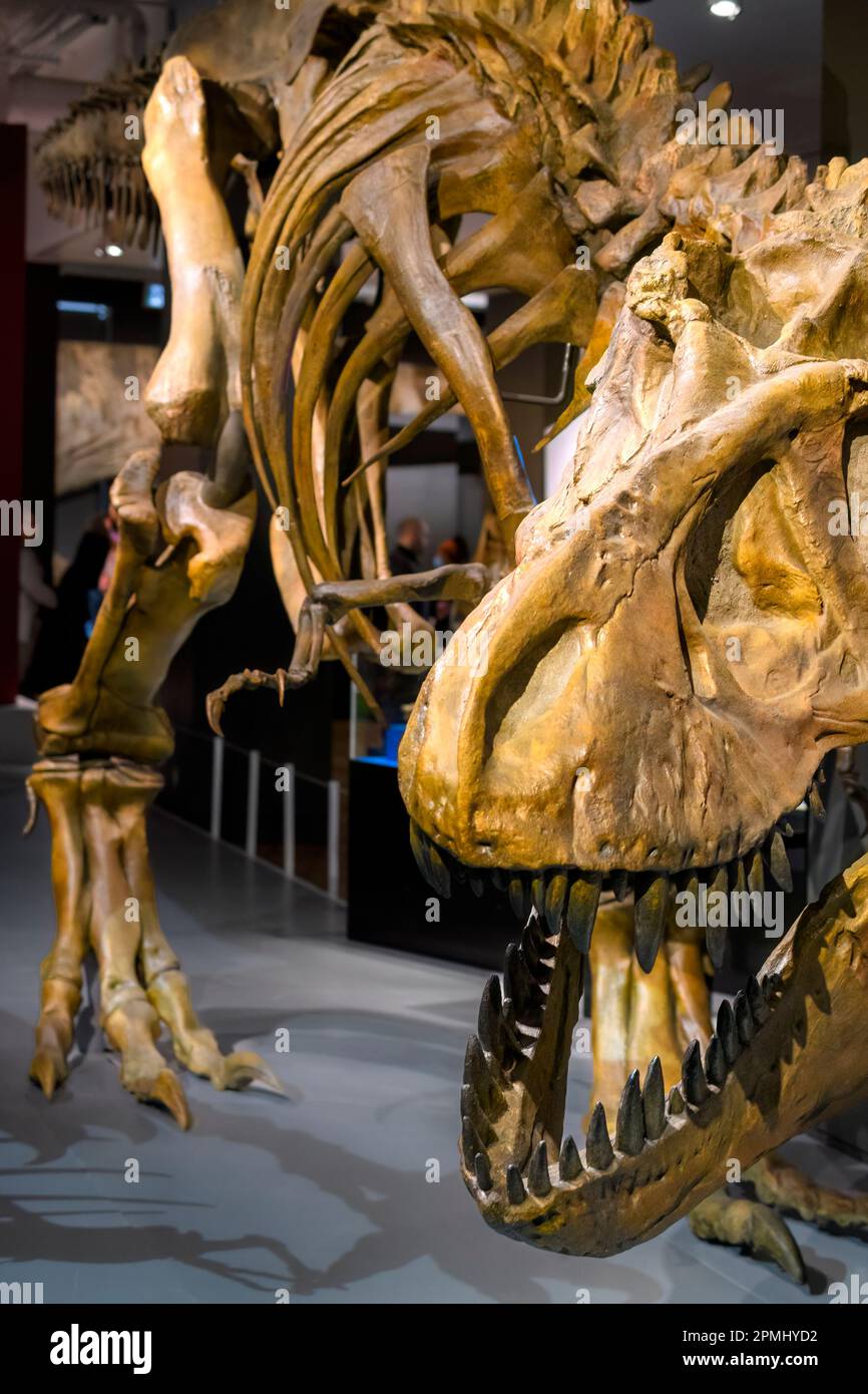 Kopfdetails bei einem erwachsenen Tyranosaurus-Rex-Skelett. Ausstellung im Royal Ontario Museum (ROM) Stockfoto