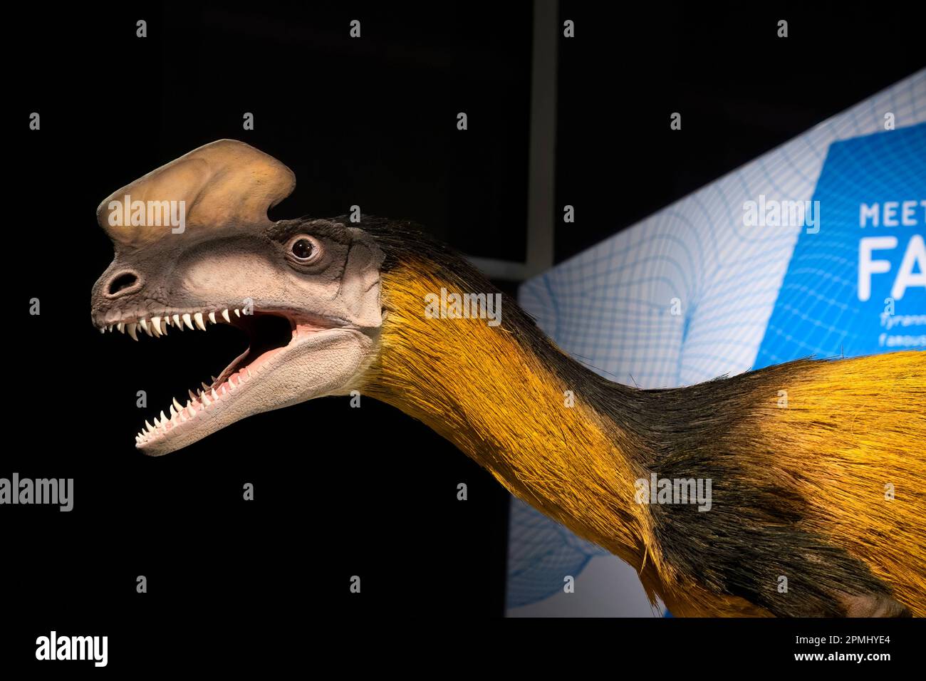 Modell oder Nachbildung eines Proceratosaurus Bradleyi. Ausstellung im Royal Ontario Museum (ROM) Stockfoto