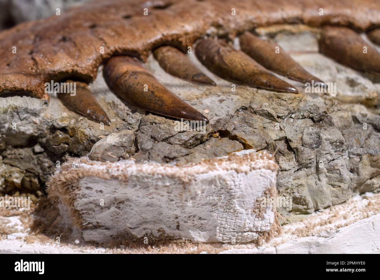 Fossil eines Tyrannosaurus Rex. Der alte Knochen zeigt die Zähne des ausgestorbenen Tieres. Ausstellung im Royal Ontario Museum ( ROM) Stockfoto