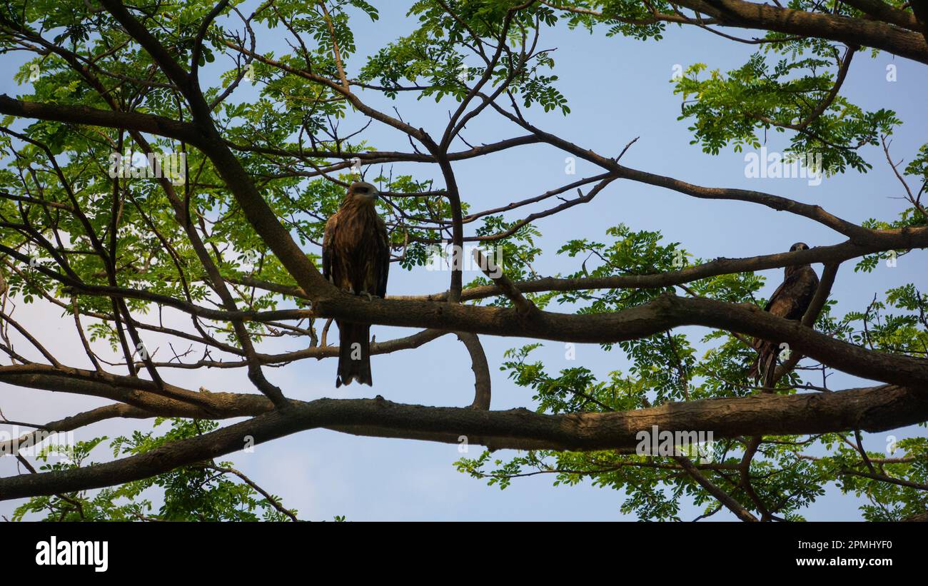 Ein riesiger Adler sitzt auf einem Ast. Ein Adler auf blauem Himmel und grünem Hintergrund. Stockfoto