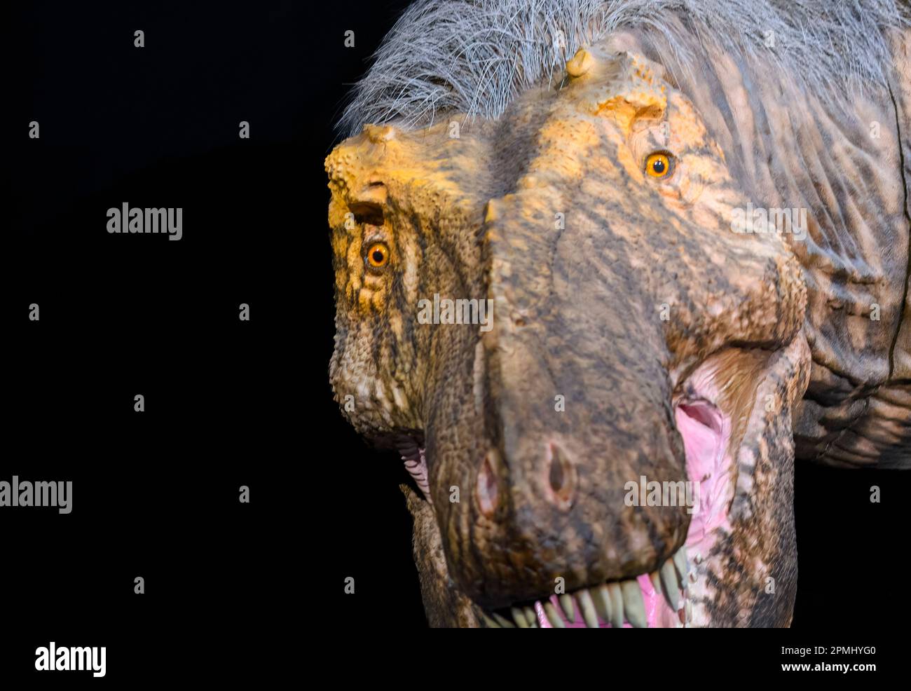 Nahaufnahme eines Tyrannosaurus-Rex-Kopfes. Detaildarstellung einer realen Grösse eines ausgewachsenen Tieres (20 Jahre alt). Modell oder Nachbildung im Royal Ontario Mus Stockfoto
