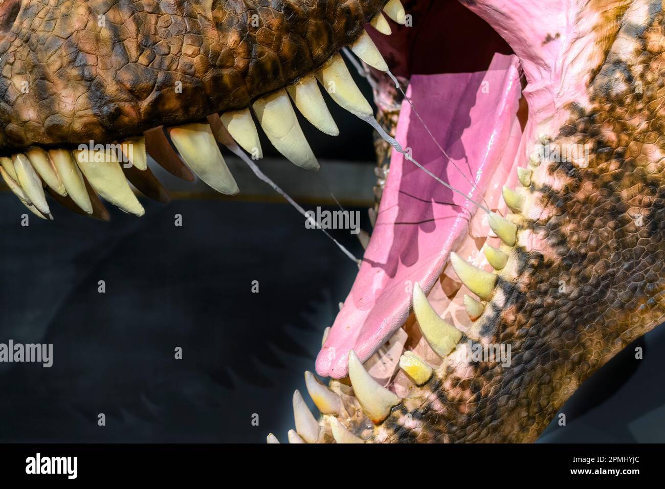 Nahaufnahme des offenen Mundes und der Zähne eines Tyrannosaurus Rex. Detaildarstellung einer realen Grösse eines erwachsenen Tieres (20 Jahre alt). Modell oder Replikat zeigt i Stockfoto