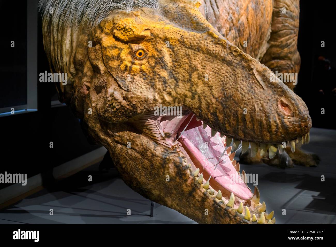 Nahaufnahme eines Tyrannosaurus-Rex-Kopfes. Detaildarstellung einer realen Grösse eines ausgewachsenen Tieres (20 Jahre alt). Modell oder Nachbildung im Royal Ontario Mus Stockfoto