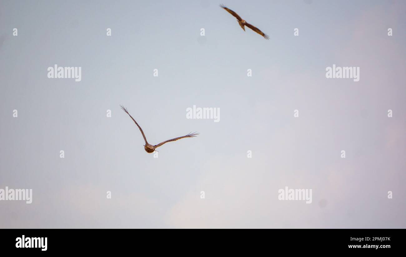 Blick auf den Adler, der am Himmel fliegt. Ein riesiger Adler fliegt