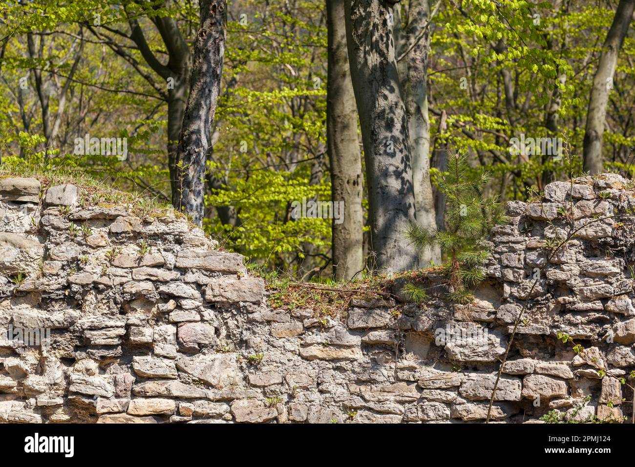 Historische Mauerreste einer Burganlage Stockfoto