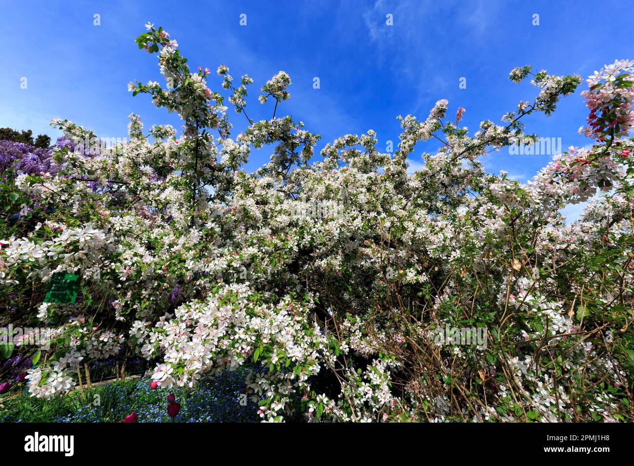 Deutschland, Baden-Württemberg, Weinheim, Hermannshof, blühend, Blühender europäischer Krabbenapfel (Malus sylvestris), wilder Apfelbaum Stockfoto