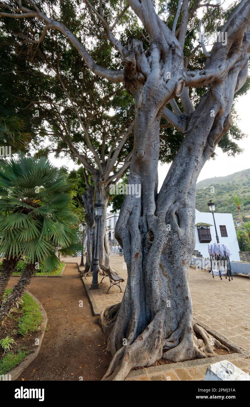 Icod de los Vinos, kleine, aber charmante kleine Stadt mit dem berühmten Dracena-Baum. Stockfoto