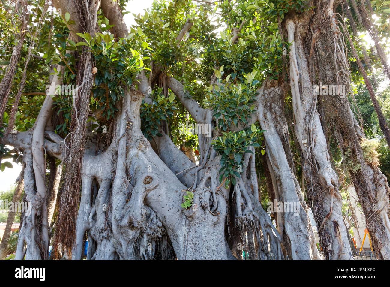 Icod de los Vinos, kleine, aber charmante kleine Stadt mit dem berühmten Dracena-Baum. Stockfoto