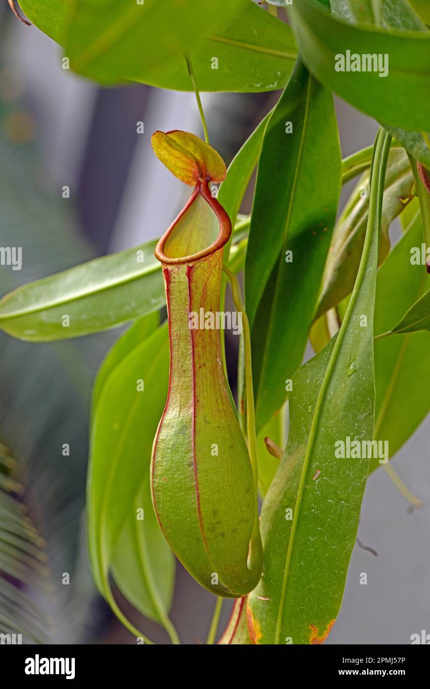 Winged Tropical Pitcher plant (Nepenthes) alata, Phlippines Stockfoto