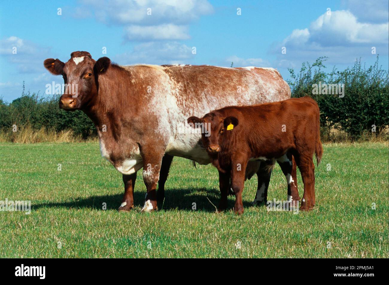 Hausrinder, Stehdorn und Kalb, Stehfeld, Cambridgeshire, England, Vereinigtes Königreich Stockfoto