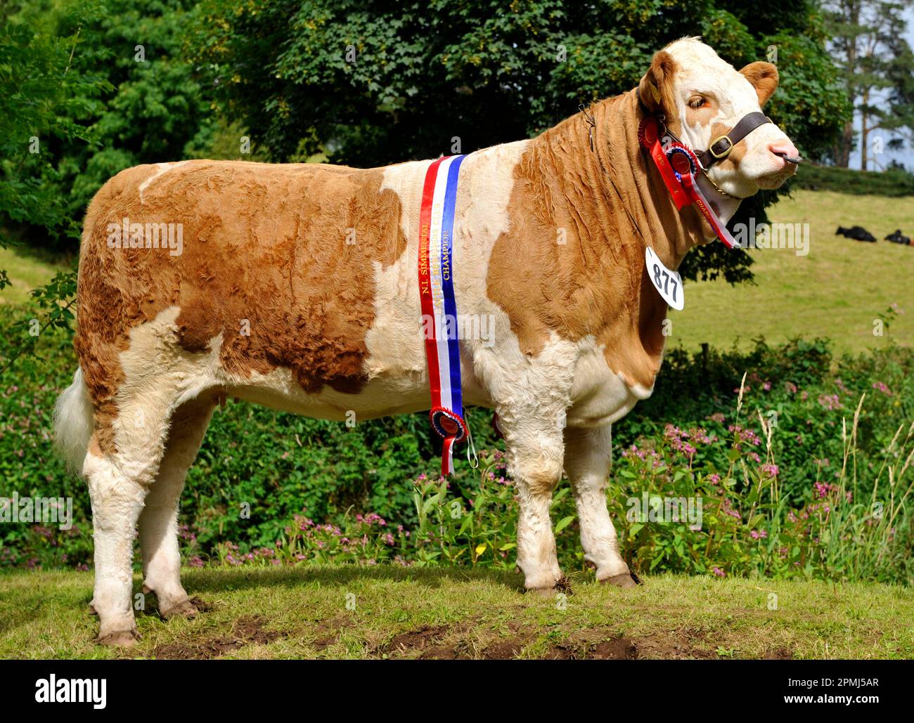 Hausrinder, Simmental, Showchampion mit Schärpe und Rosetten, Nordirland Stockfoto