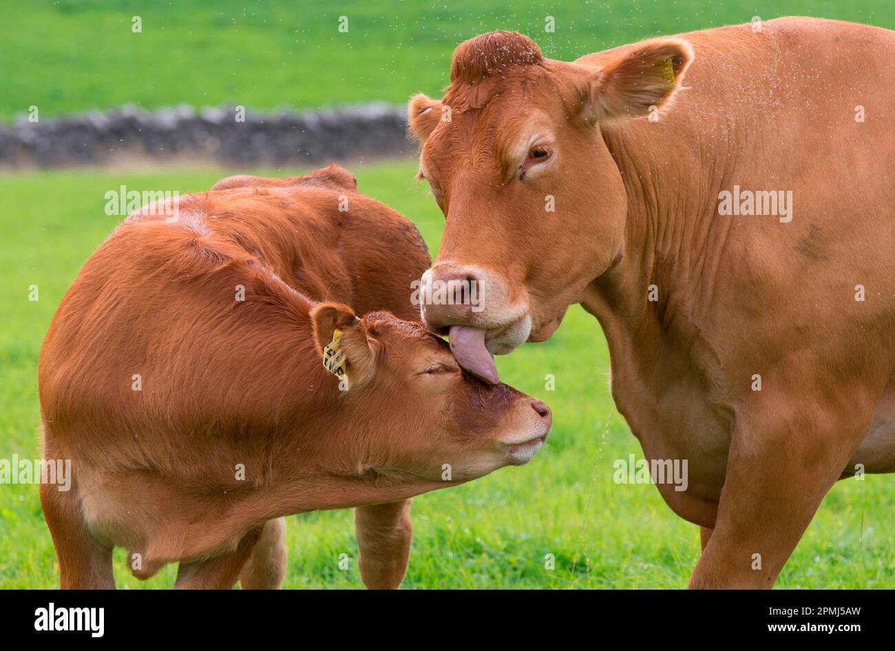 Hausrinder, Limousin-Kühe, die Kalb leckt, mit Mückenschwarm auf der Weide, Slaidburn, Wald von Bowland, Lancashire, England, Vereinigtes Königreich Stockfoto