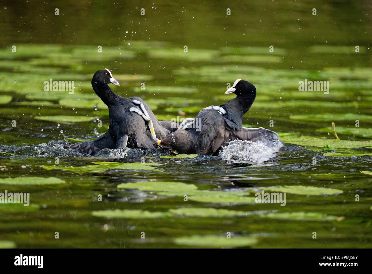 Bekämpfung eurasischer Muscheln (Fulica atra), De-Witt-See, Schutzgebiet Schwalm-Nette, Nettetal, NRW, Deutschland Stockfoto