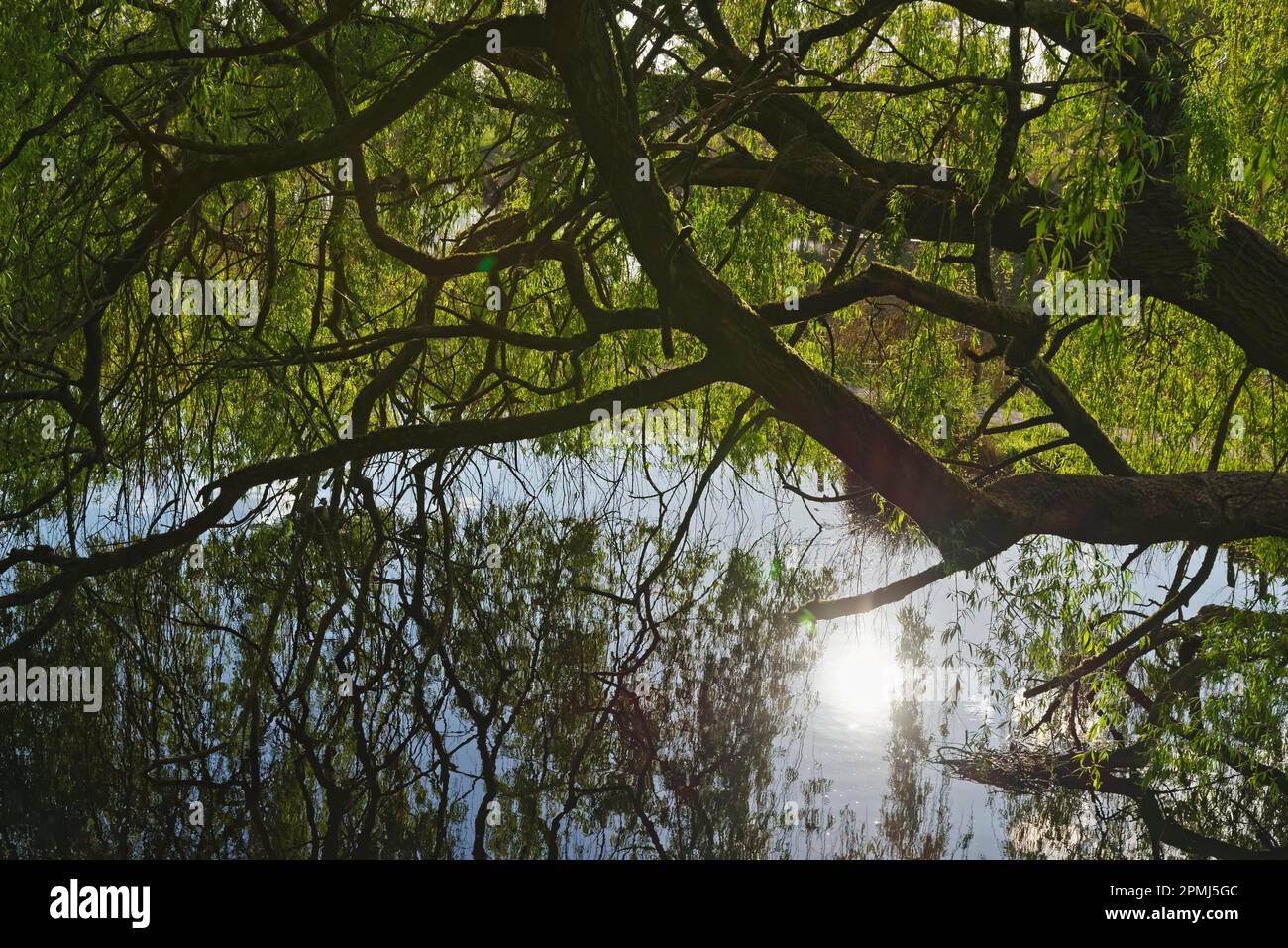 Weißweide (Salix alba), Schutzgebiet Schwalm-Nette, Nettetal, NRW, Deutschland Stockfoto