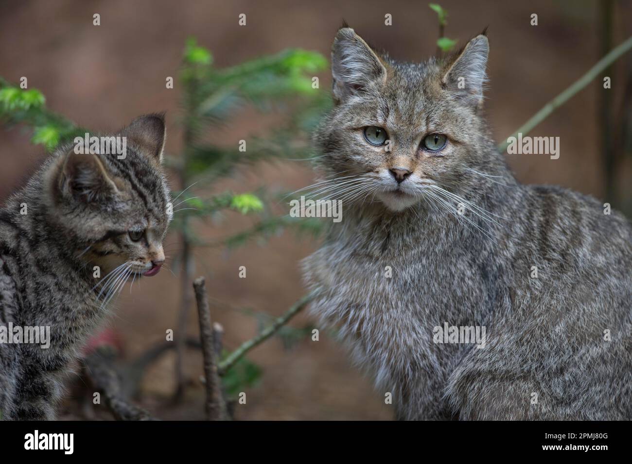 Europäische Wildkatze (Felis silvestris), Erwachsene Frau mit Jugendlicher, Europa Stockfoto