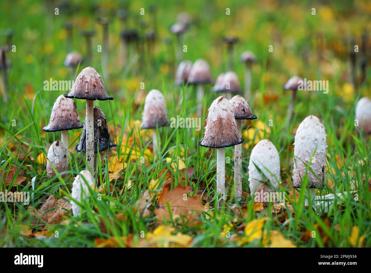 Pilze Coprinus comatus Pilze Medizin in einem Waldgras Pilz Waldpilze Wald Waldrand Gras Heilpilz Schopf-Tintling Spargelpilz Stockfoto